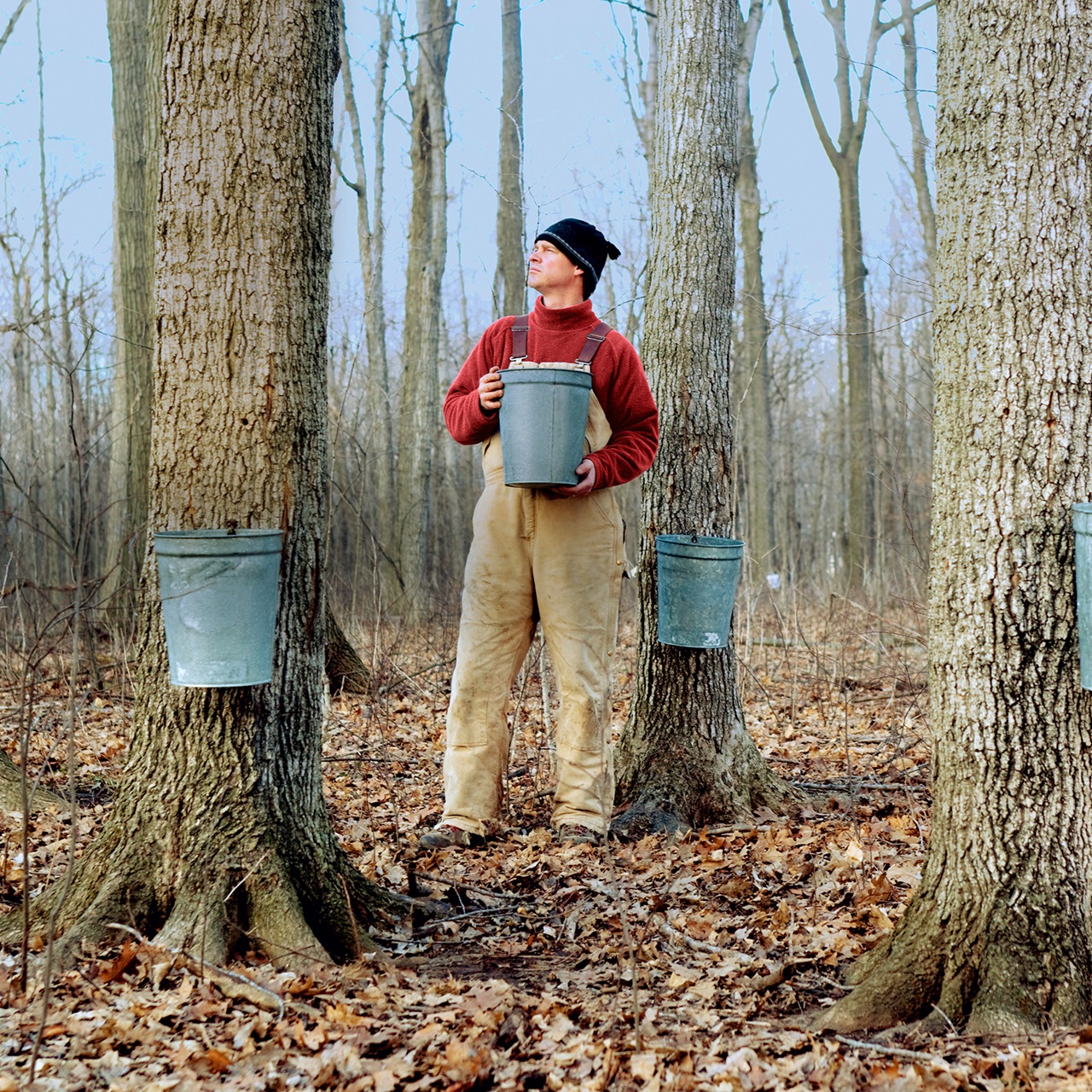Mann im Wald stehend und betrachtet die Bäume, wie der Ahorn den Baum runterläuft und in Kübeln gesammelt wird