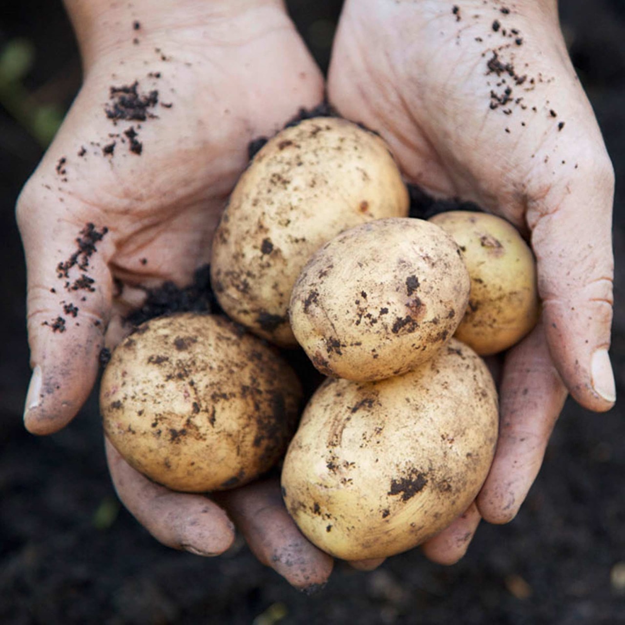 Fünf frische geerntete Kartoffeln mit Erde in den Händen eines Bauers