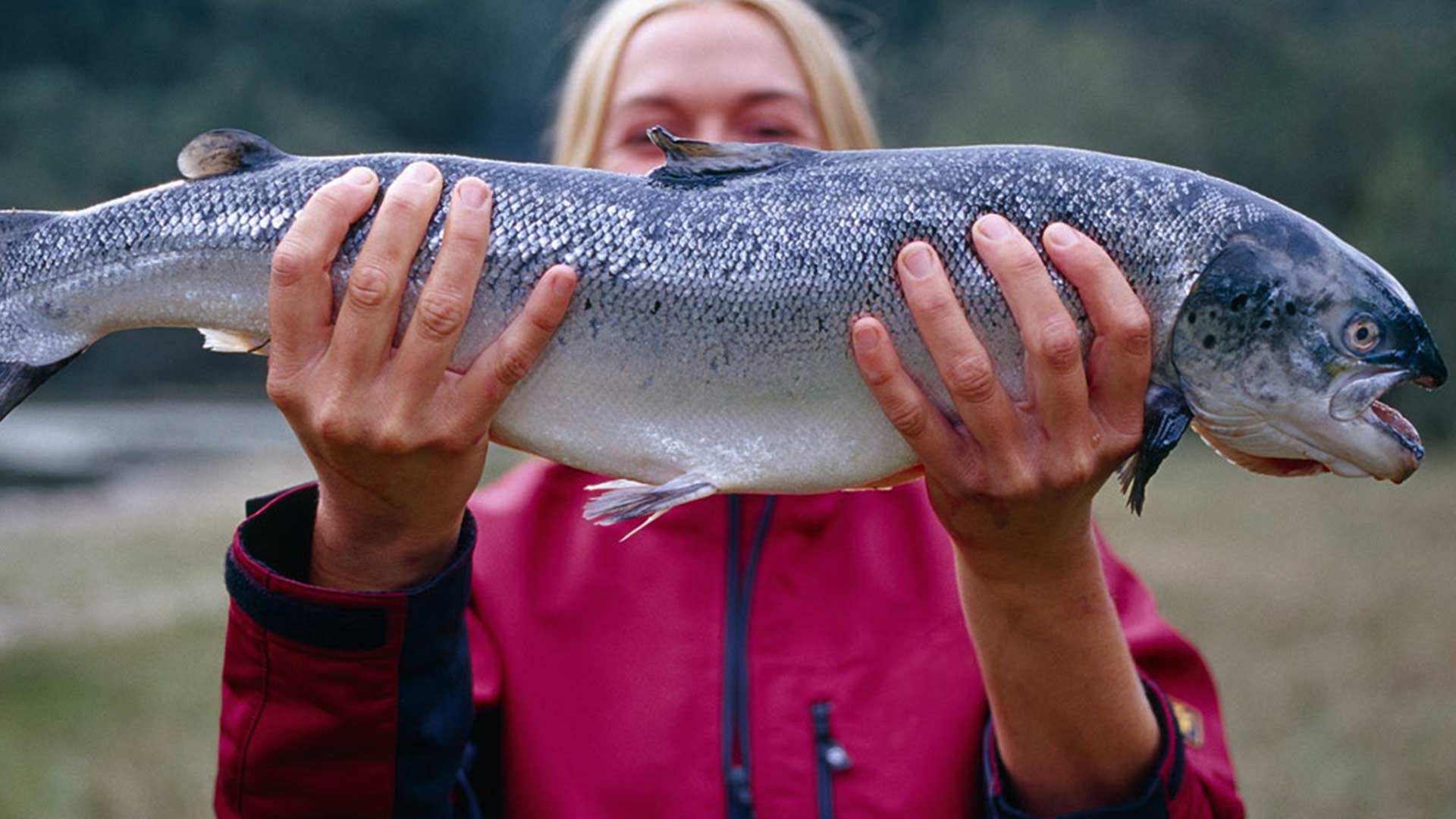 Frau in Regenjacke hält einen grossen dicken Fisch in beiden Händen
