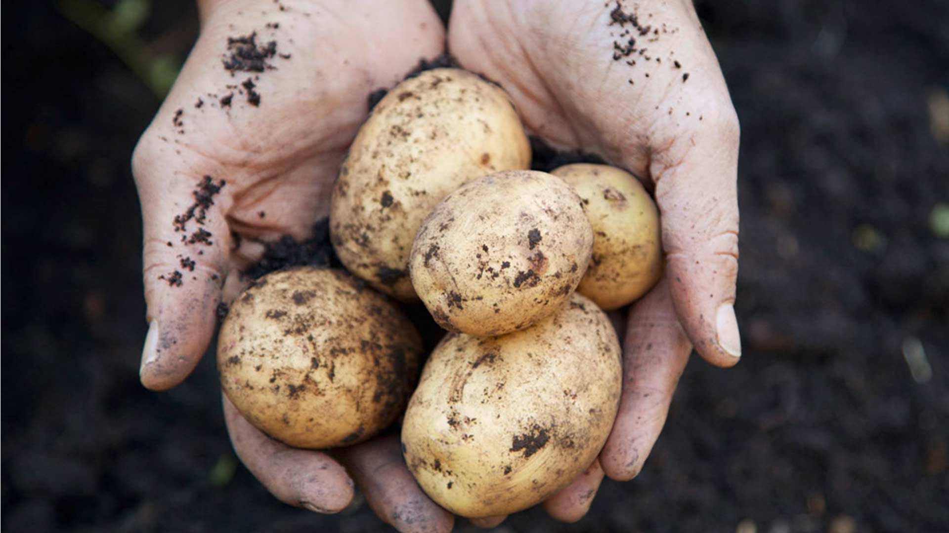 Fünf frische geerntete Kartoffeln mit Erde in den Händen eines Bauers
