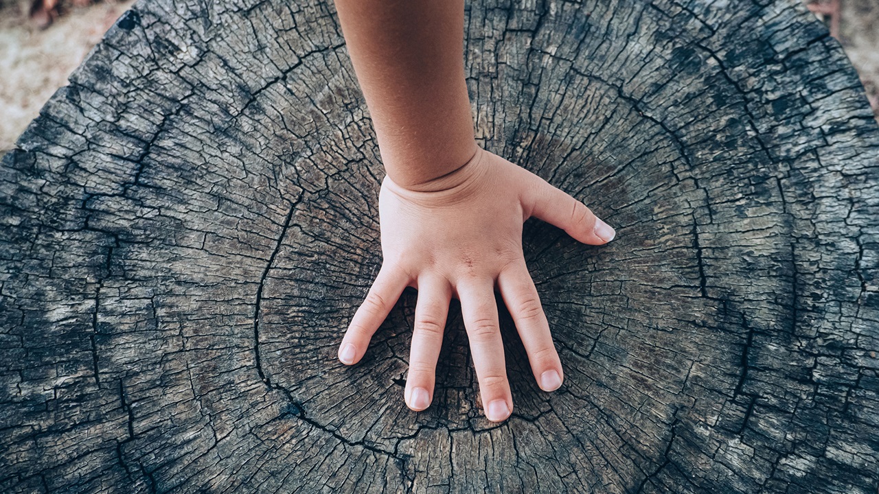 eine Kinderhand liegt auf einem abgeschnittenen Baumstamm