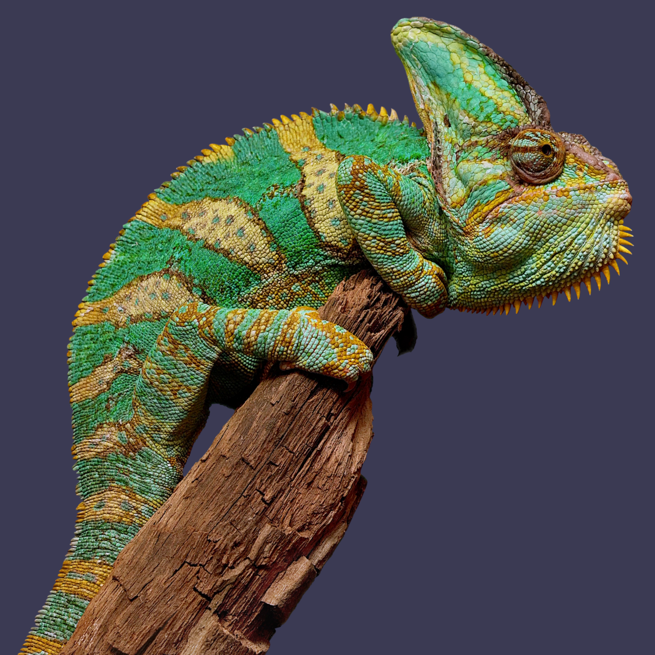 Chamaeleon auf Hintergrund - Pax Fondsstar