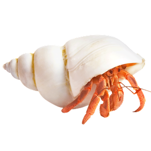 Einsiedlerkrebs