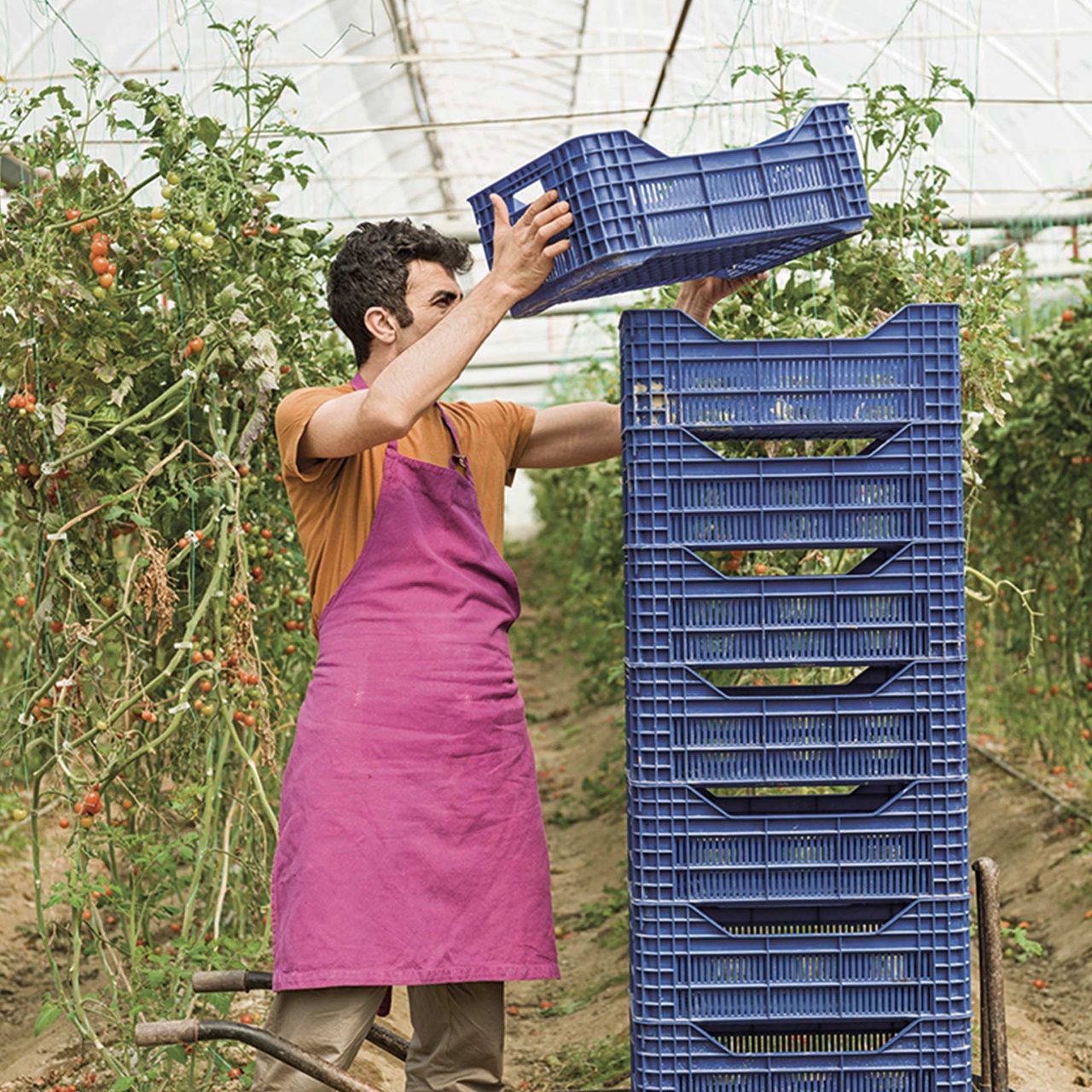 Ein Tomatenbauer stapelt die Tomatenkästchen